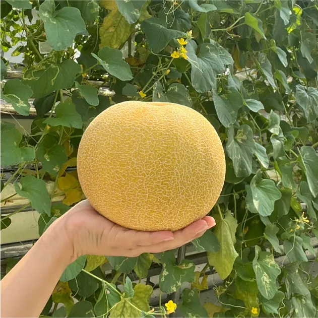 ストロベリーパークみふね 3