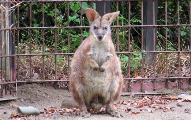 宮崎市フェニックス自然動物園 2