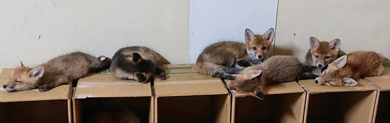 北きつね牧場 2
