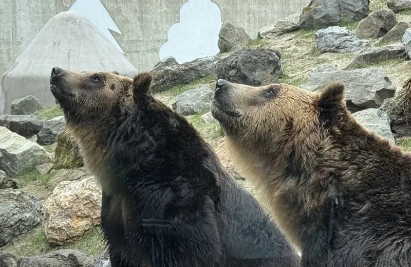 釧路市動物園 2
