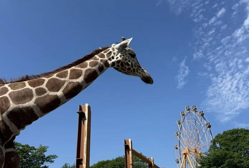 釧路市動物園 3
