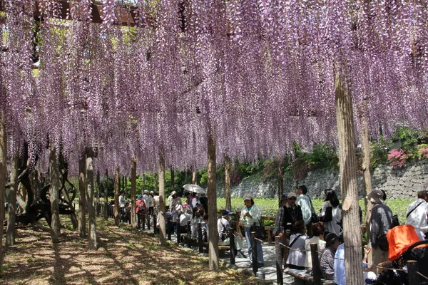 小田原城址公園 2