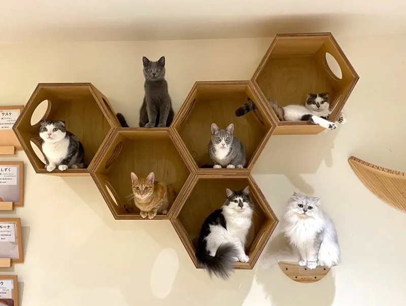 Cat Café MOFF 天王寺ミオ店 2