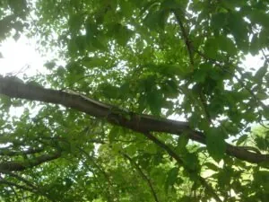 唐古・鍵遺跡史跡公園 2