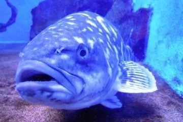 室蘭民報みんなの水族館(市立室蘭水族館) 2