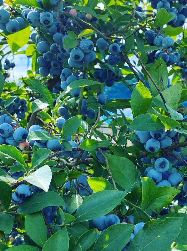 農園cafe苺果