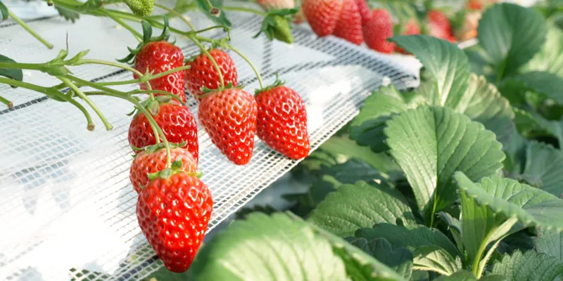 越谷いちごタウン 2