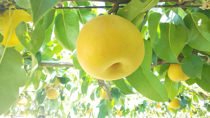 山之上観光果樹園