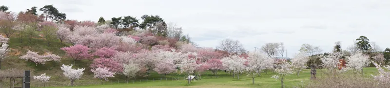 日本国花苑