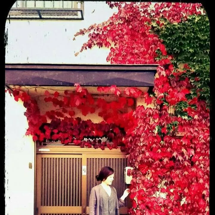 cafe and zakka ハルニレ 1