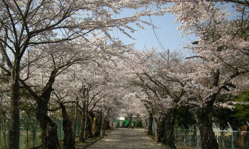 向山中央公園