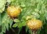福井総合植物園 プラントピア 2