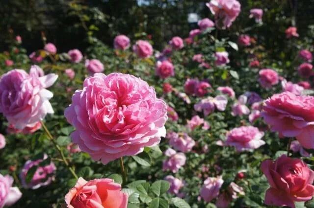 松阪農業公園ベルファーム 2