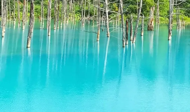 白金青い池 2