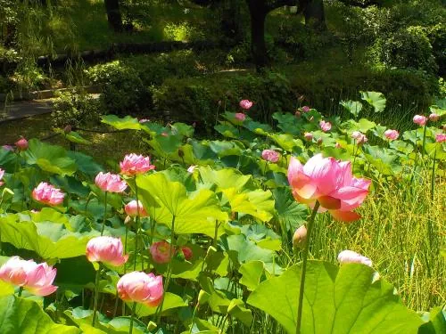 平和の森公園 フィールドアスレチック 2