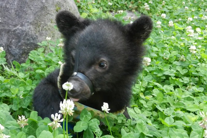 奥飛騨クマ牧場