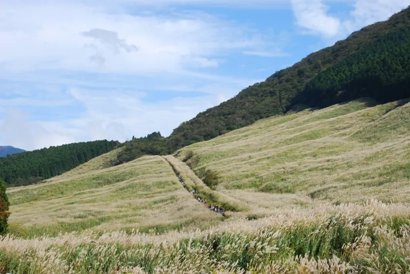 仙石原すすき草原 1