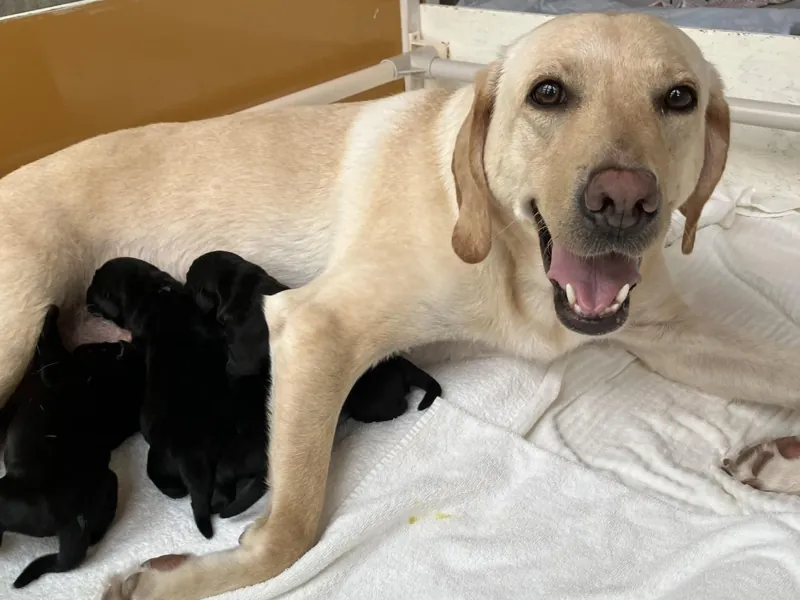 盲導犬の里 富士ハーネス 2