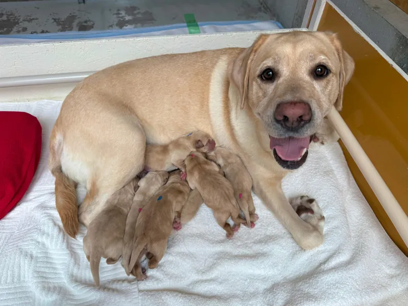 盲導犬の里 富士ハーネス 3
