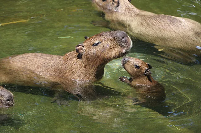 海の中道海浜公園 動物の森