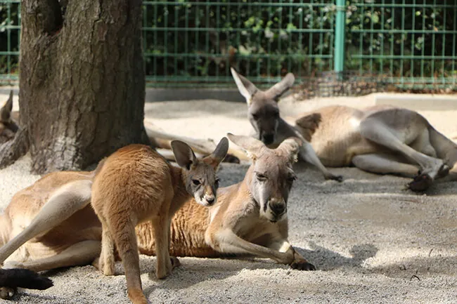 海の中道海浜公園 動物の森 2
