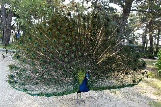 海の中道海浜公園 動物の森 3