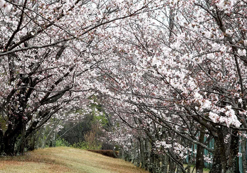 県営大仏山公園 2