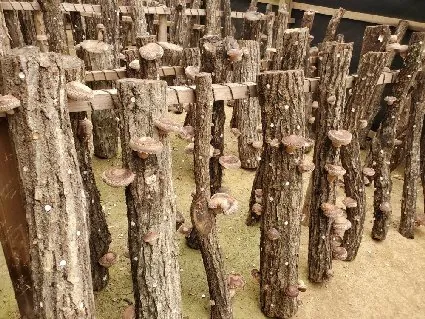 美作しいたけ園 3