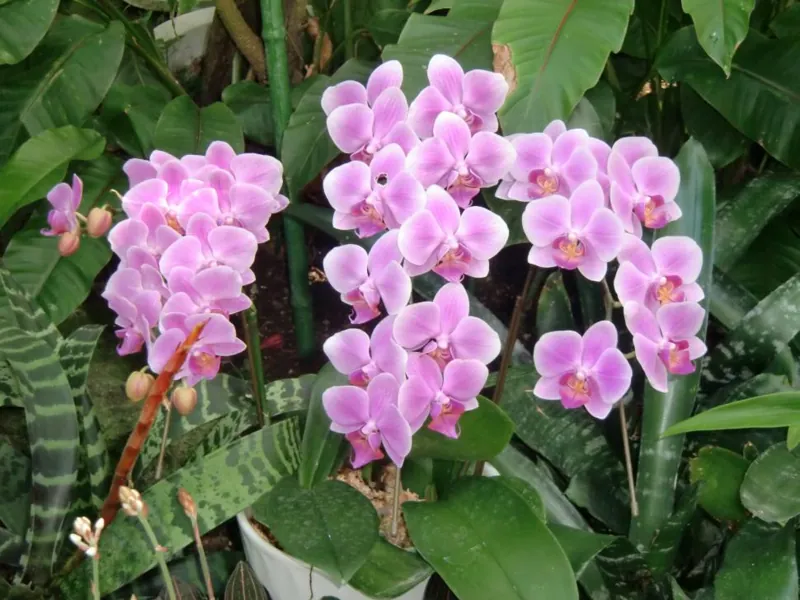 佐野植物公園 3
