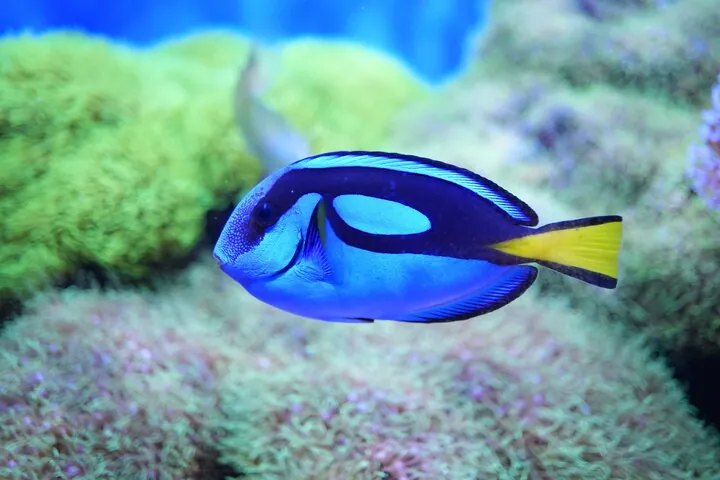 広島もとまち水族館 2