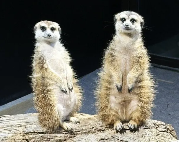 広島もとまち水族館 3