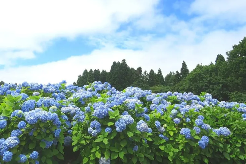 市民の森 3