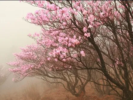 篠山