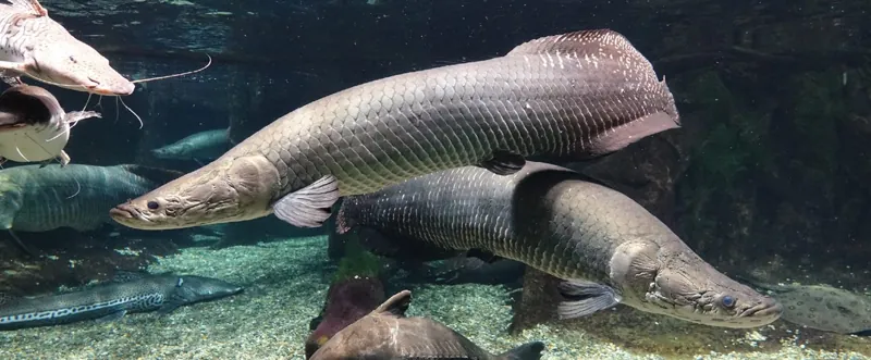世界淡  水魚園水族館 アクア・トト ぎふ 1