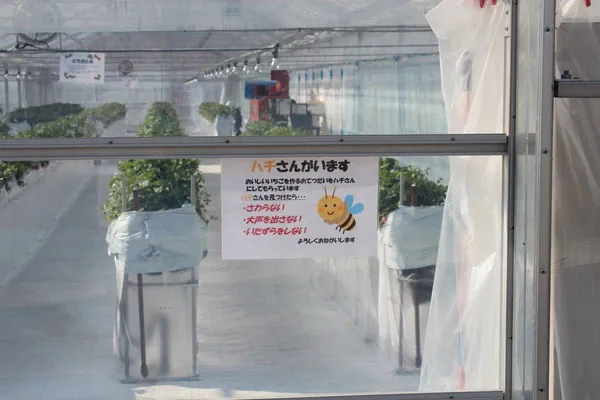 村上いちご園 3
