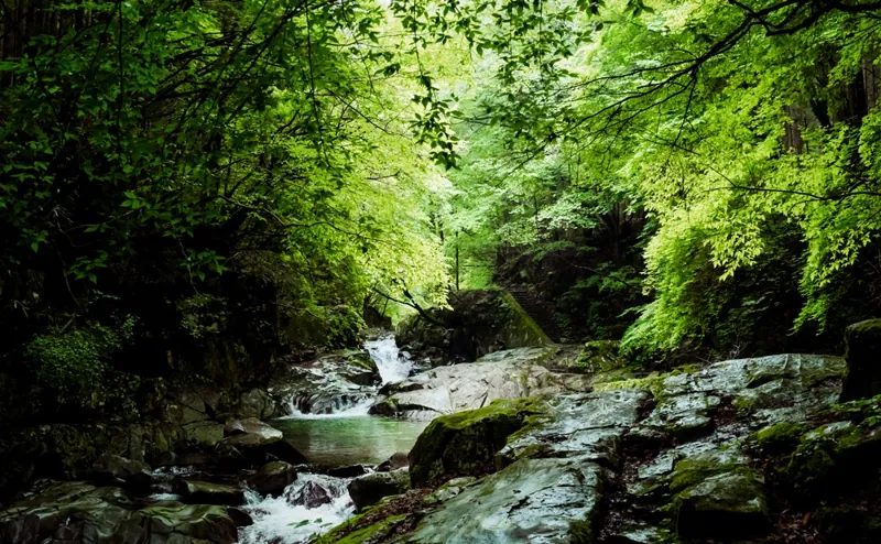 洞川自然研究路