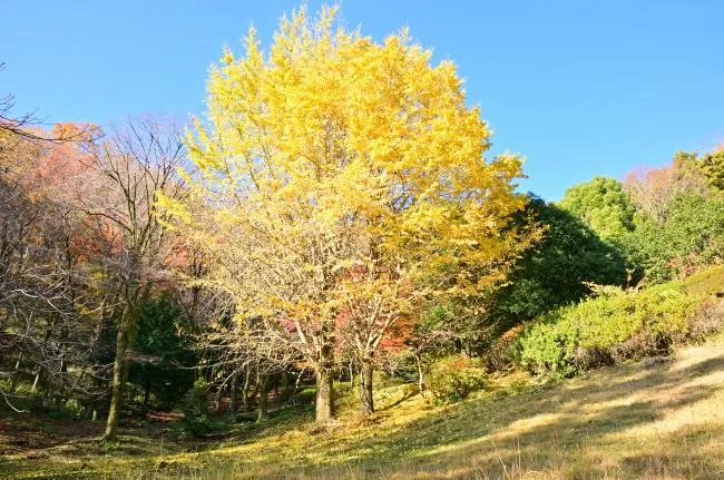 飯山白山森林公園 3