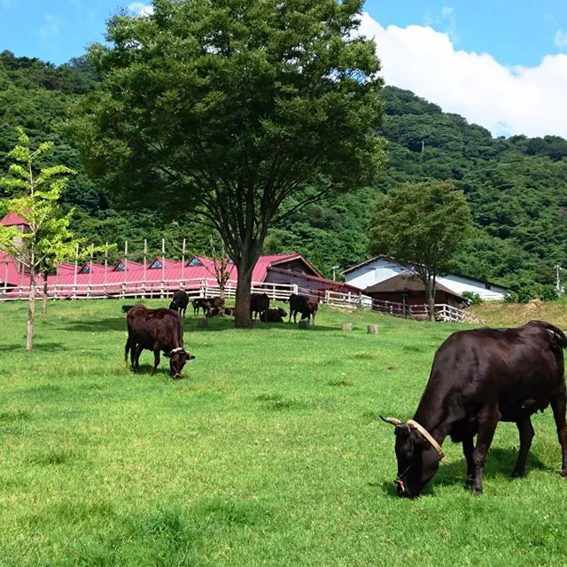 兵庫県立但馬牧場公園 2