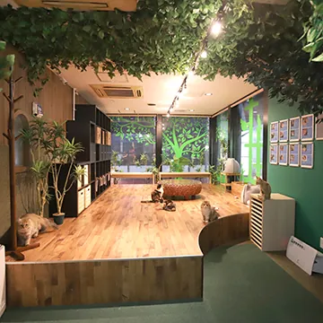 猫喫茶 空陸家 赤坂ジャングル店