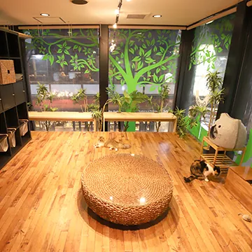 猫喫茶 空陸家 赤坂ジャングル店 2