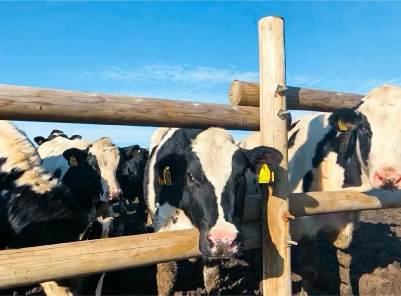 ASO MILK FACTORY 1