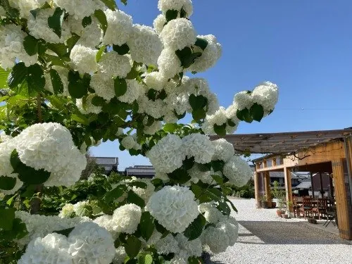 Cafe samanala garden 1