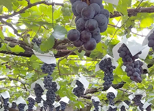 FRUIT PARK YOKOHAMA