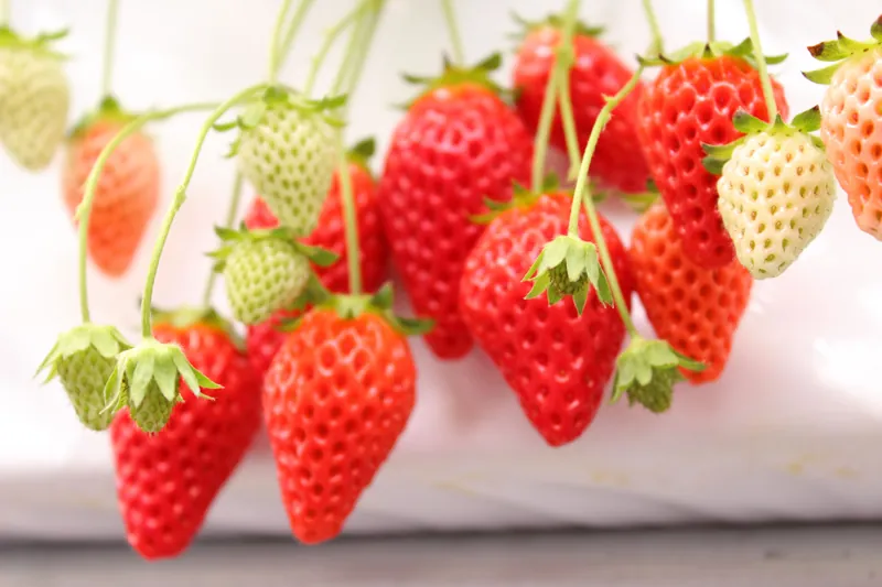 GrandBerry 2