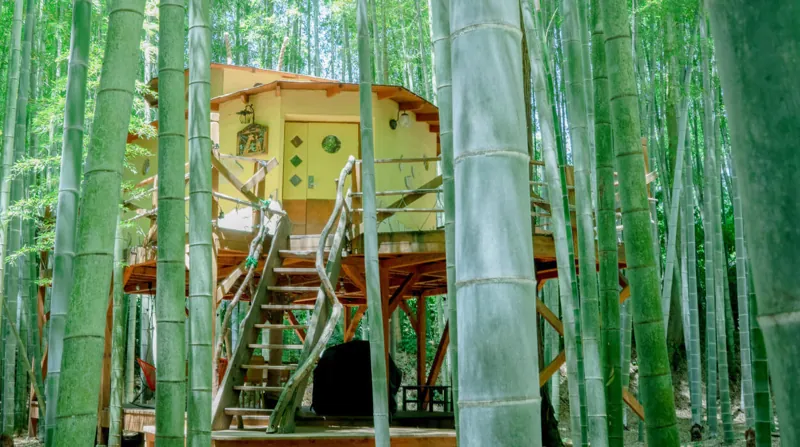 THE BAMBOO FOREST