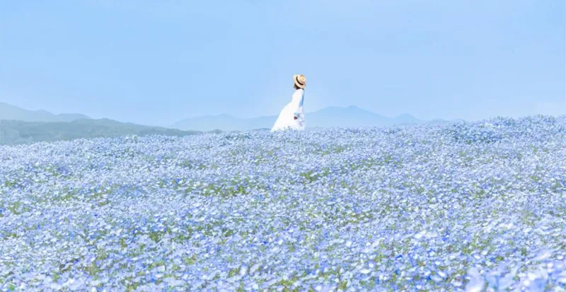 Flower village 花夢の里