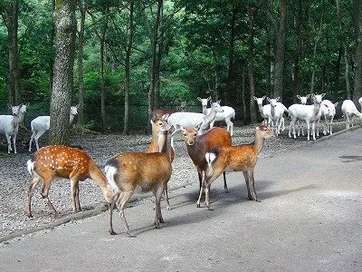 くじゅう自然動物園 2
