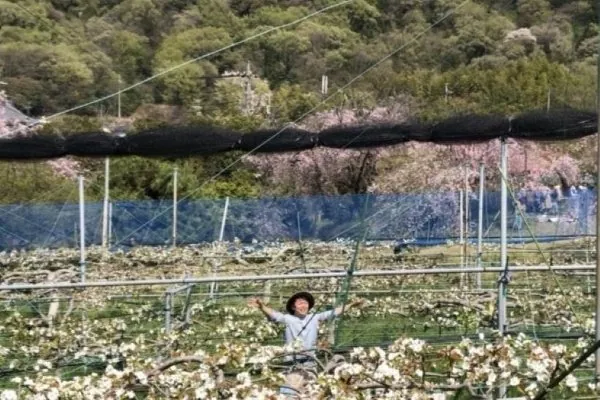 名古屋市 東谷山フルーツパーク 3