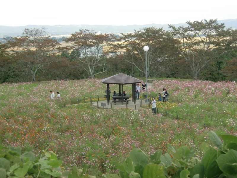 コスモス園(松山御本丸公園)