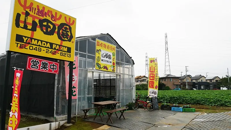 芋掘り観光 山田園 2